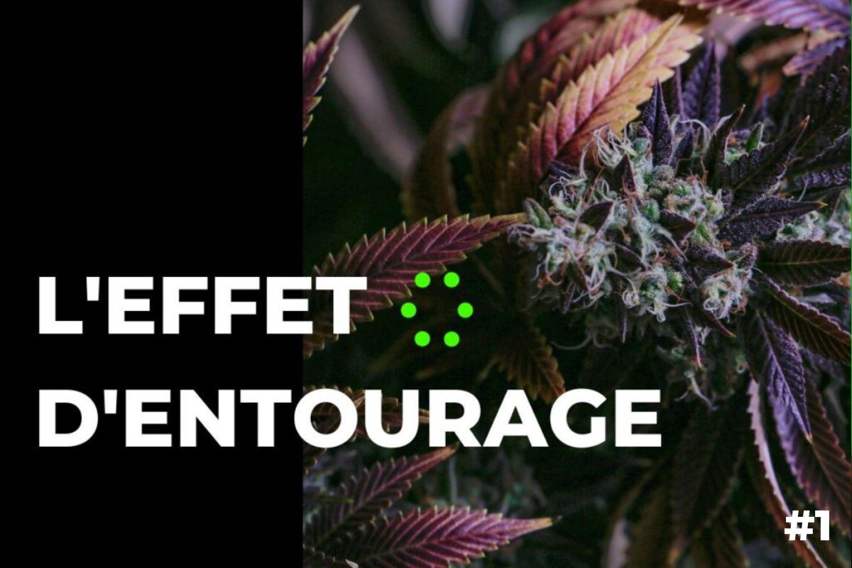 Lire la suite à propos de l’article Qu’est-ce que l’effet d’« entourage » et son rapport avec le cannabis ?